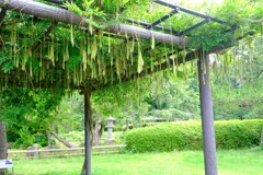 夏色　藤棚