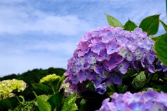 紫陽花