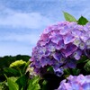 紫陽花