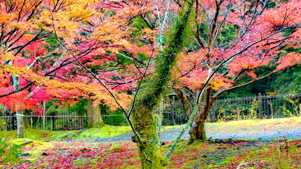 IMG_20171119　椿大神社