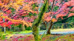 IMG_20171119　椿大神社