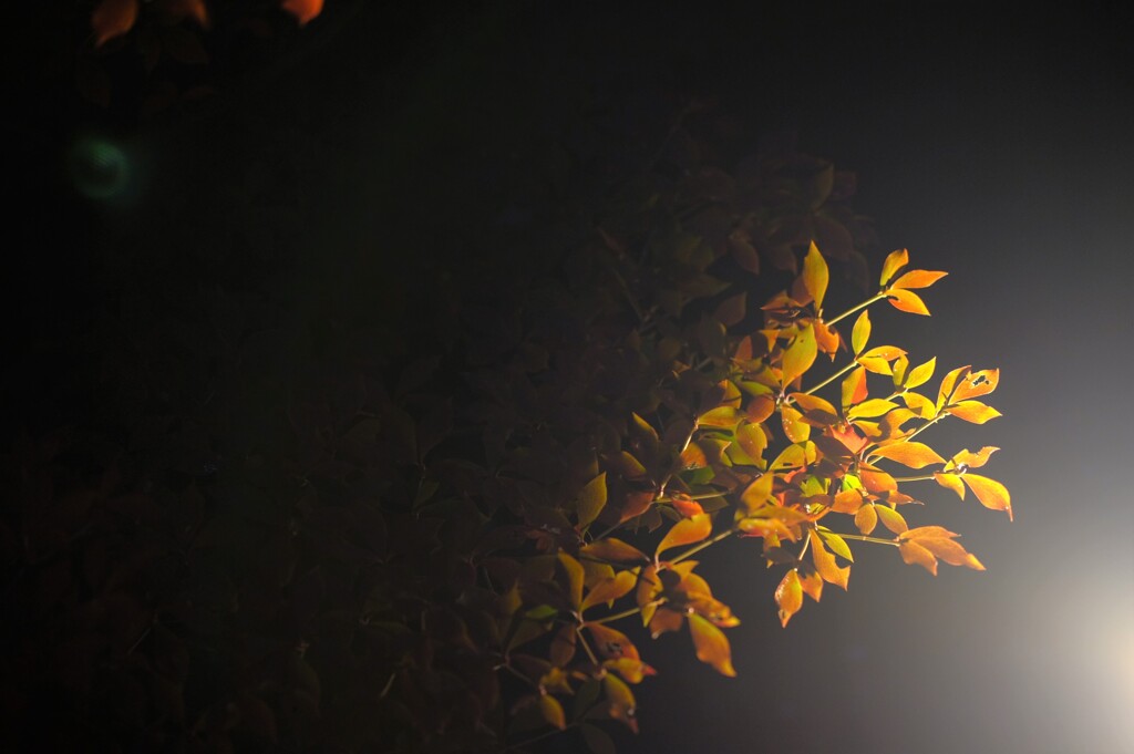 紅葉　ライトアップ