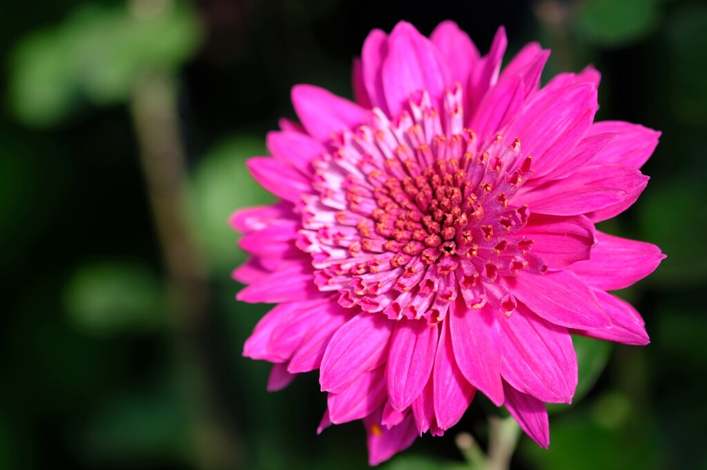秋の花