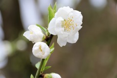 桃の花　京都御苑