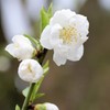 桃の花　京都御苑