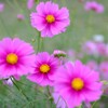 秋の草花