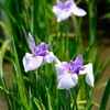 花菖蒲