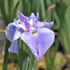 花菖蒲