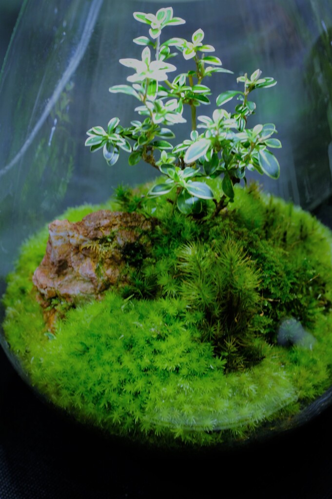 苔をかざる