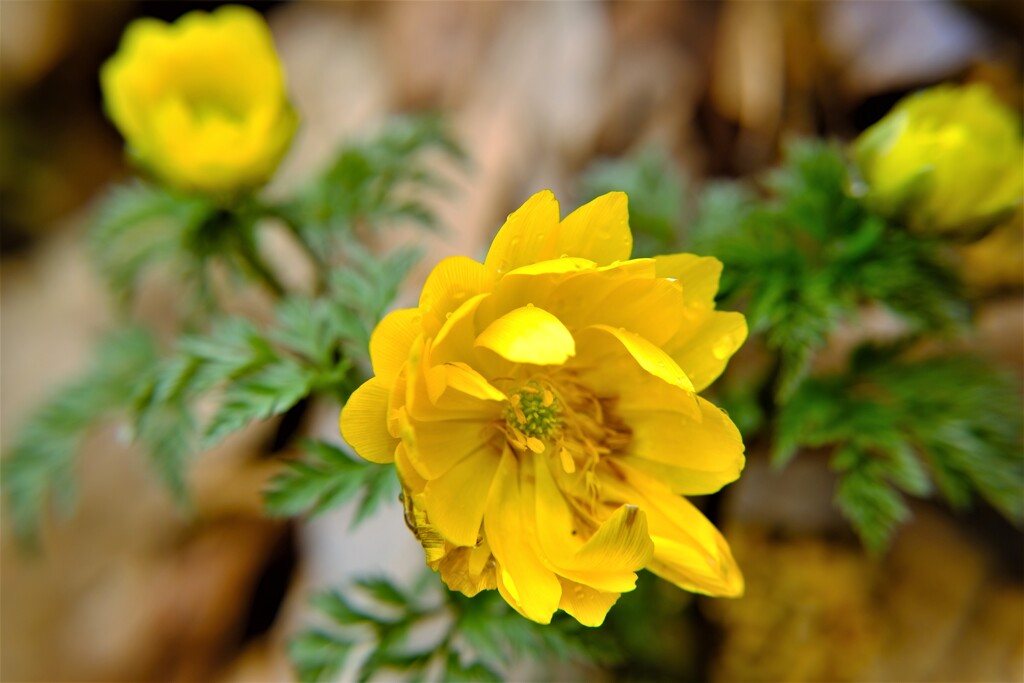 早春の草花展　福寿草