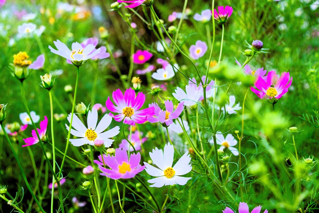 秋桜