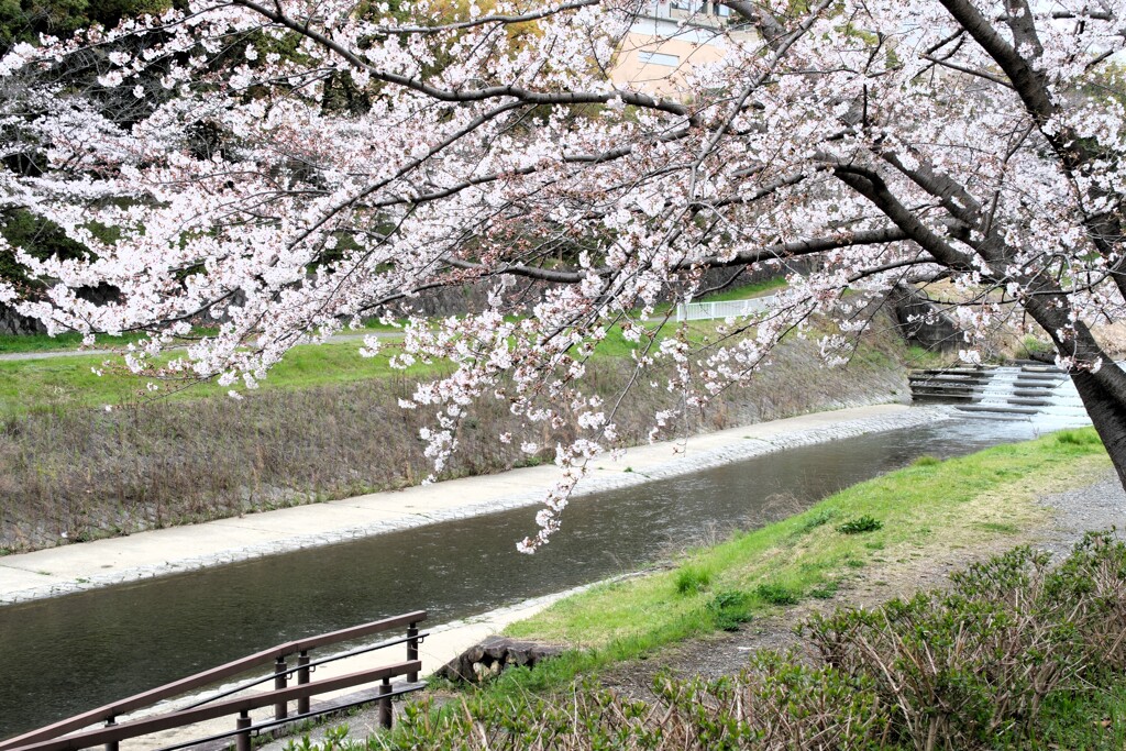 川辺に咲く