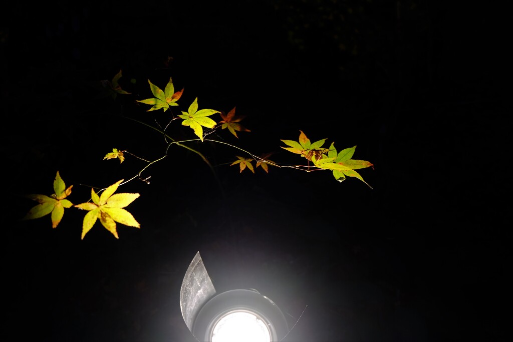 神蔵寺　ライトアップ
