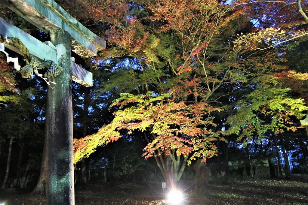 大原野神社　紅葉