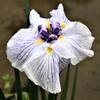 菖蒲