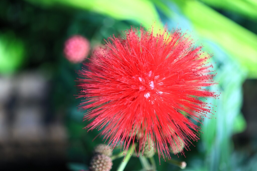 温室の植物