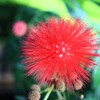 温室の植物