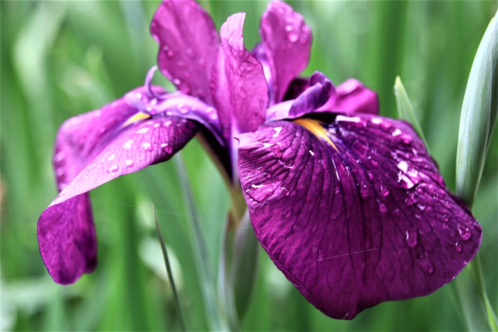 菖蒲