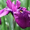 菖蒲