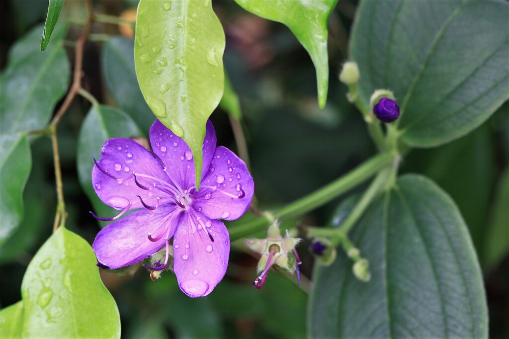 温室に咲く花