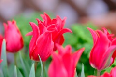 早春の草花展
