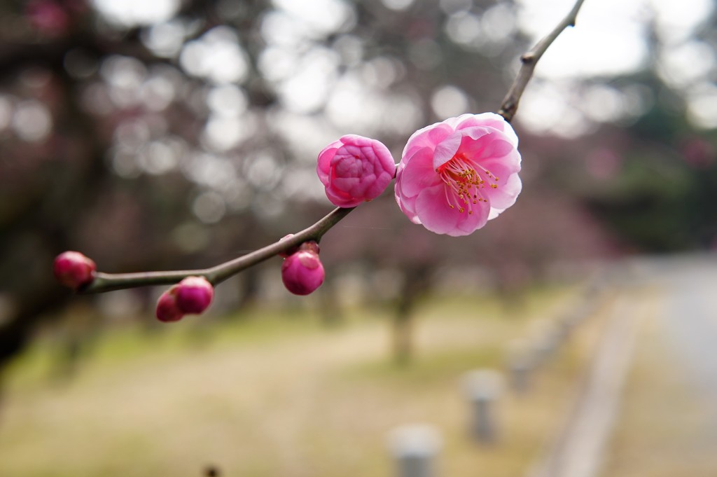 京都御苑　梅