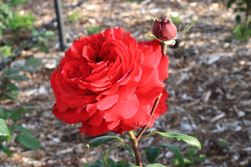 薔薇園にて