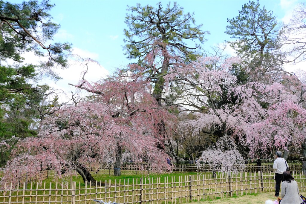 近衛のしだれ桜