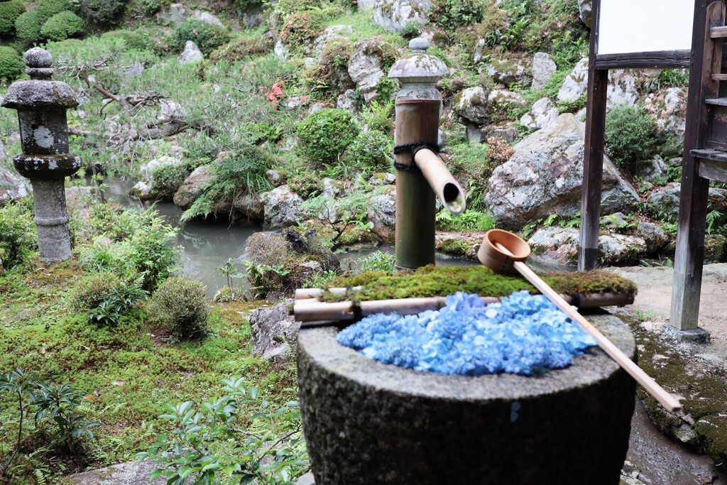 紫陽花　花手水