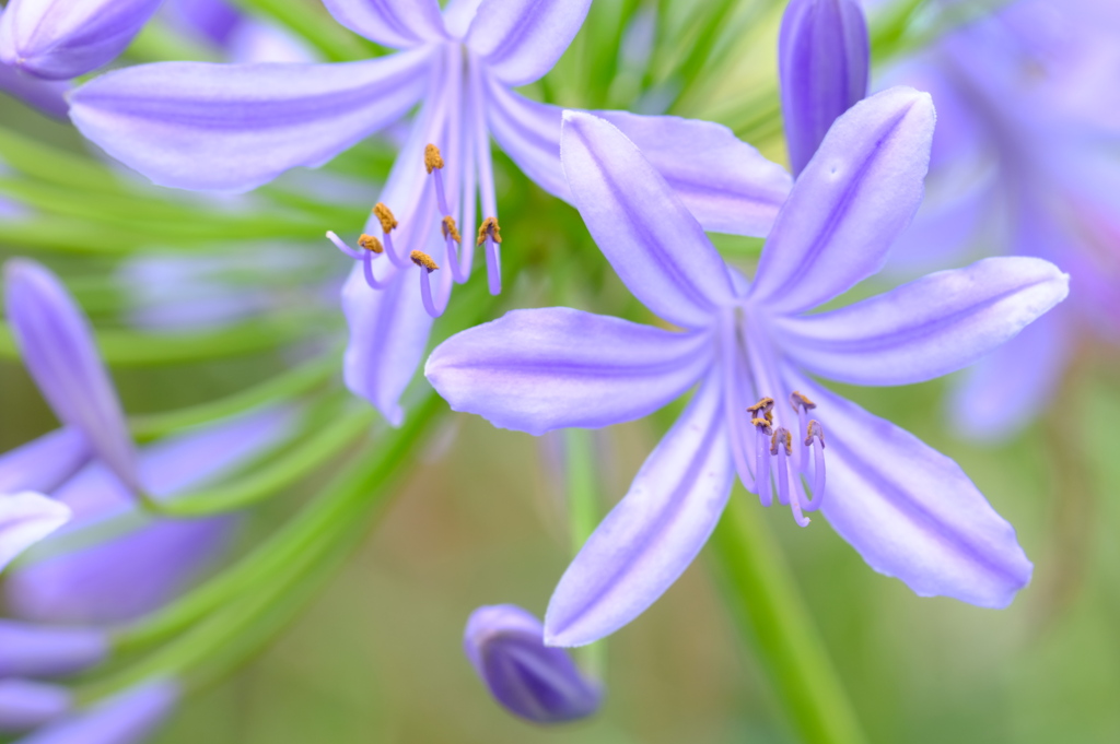 夏の花