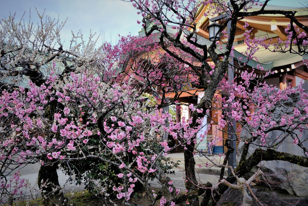 京都　北野天満宮