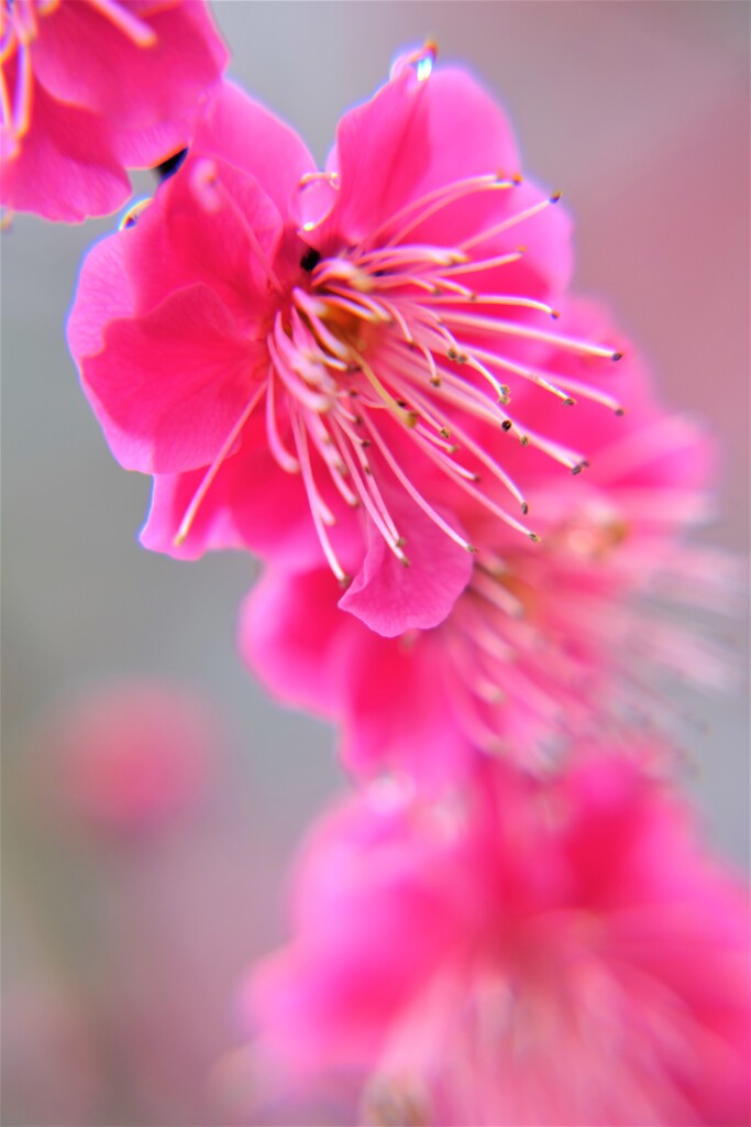 梅