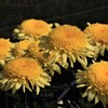 丁子菊