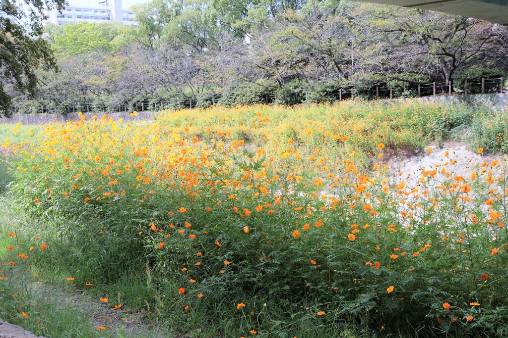 黄花コスモス　群生