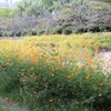 黄花コスモス　群生