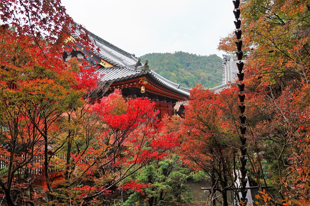 京都　毘沙門堂の秋1