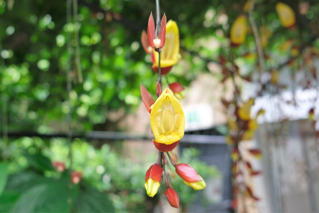 温室に咲く花