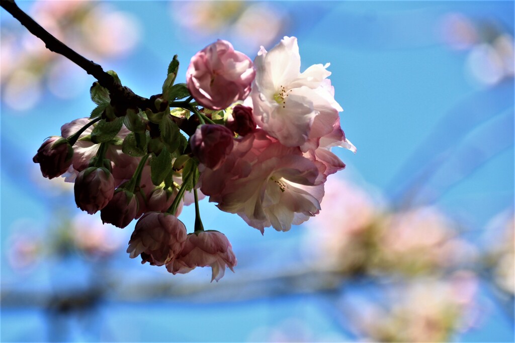 八重桜