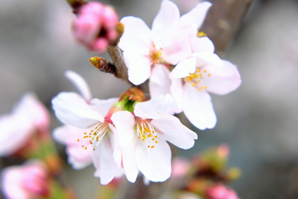 桜