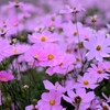秋の草花