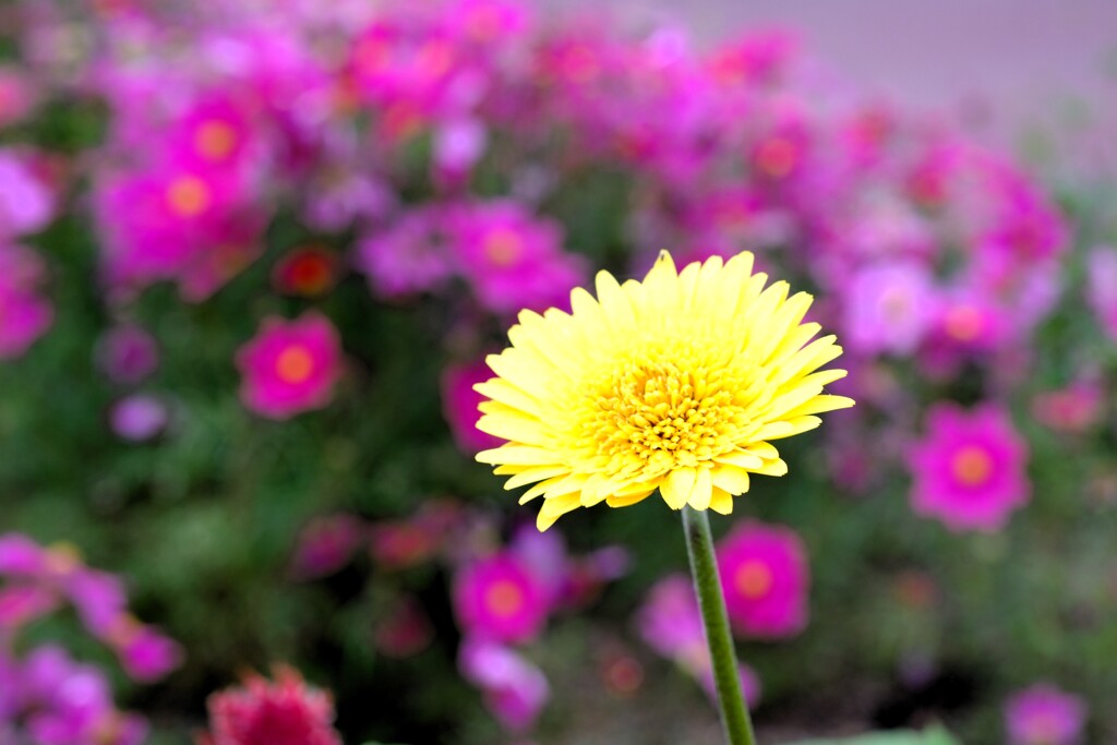 花畑