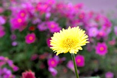 花畑