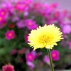 花畑