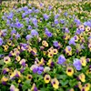 秋の草花