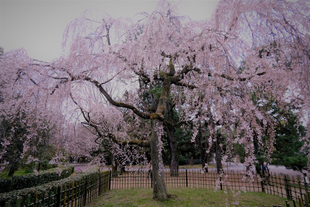 出水のしだれ桜