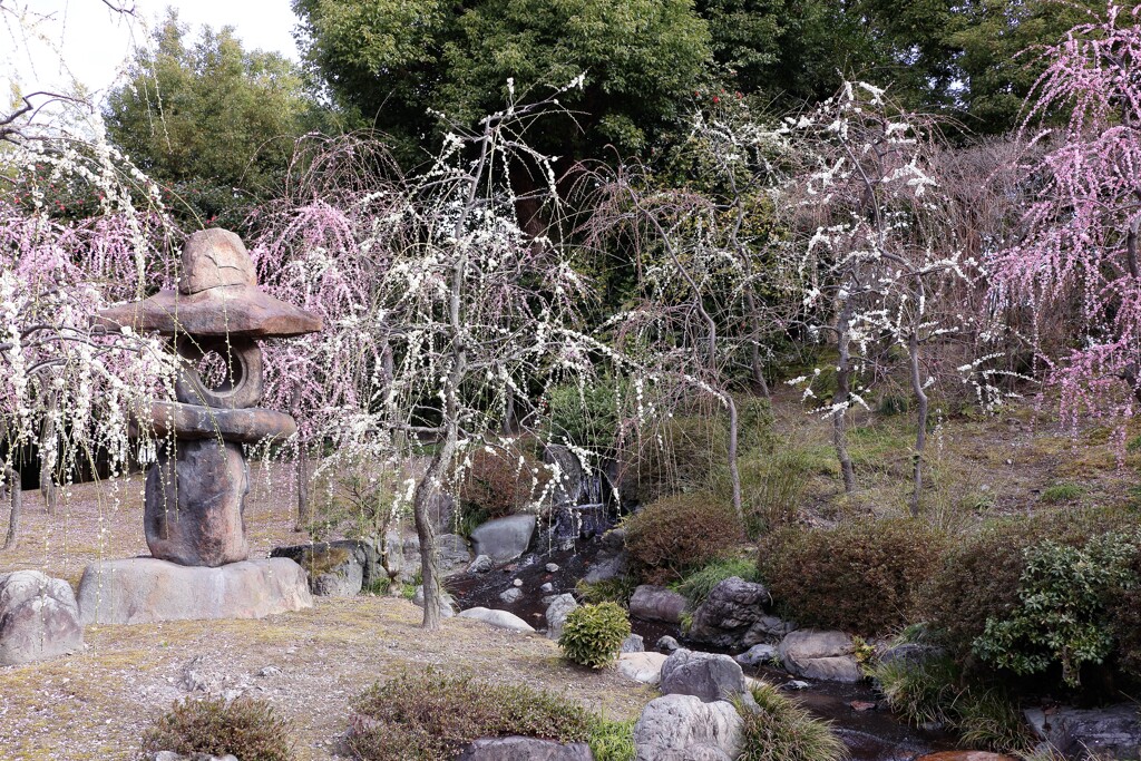 枝垂れ梅