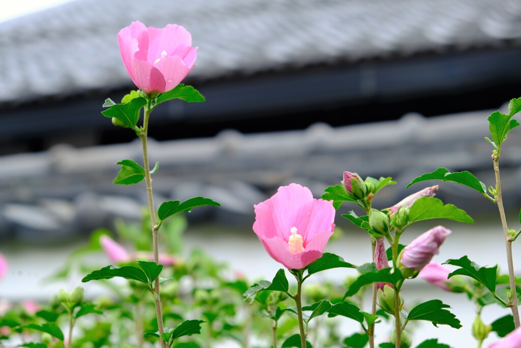 木槿