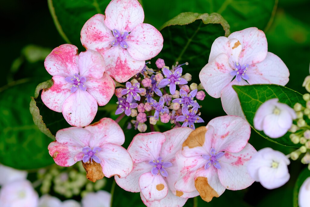 紫陽花　最後まで美しく