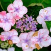 紫陽花　最後まで美しく