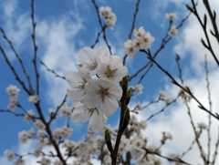 桜